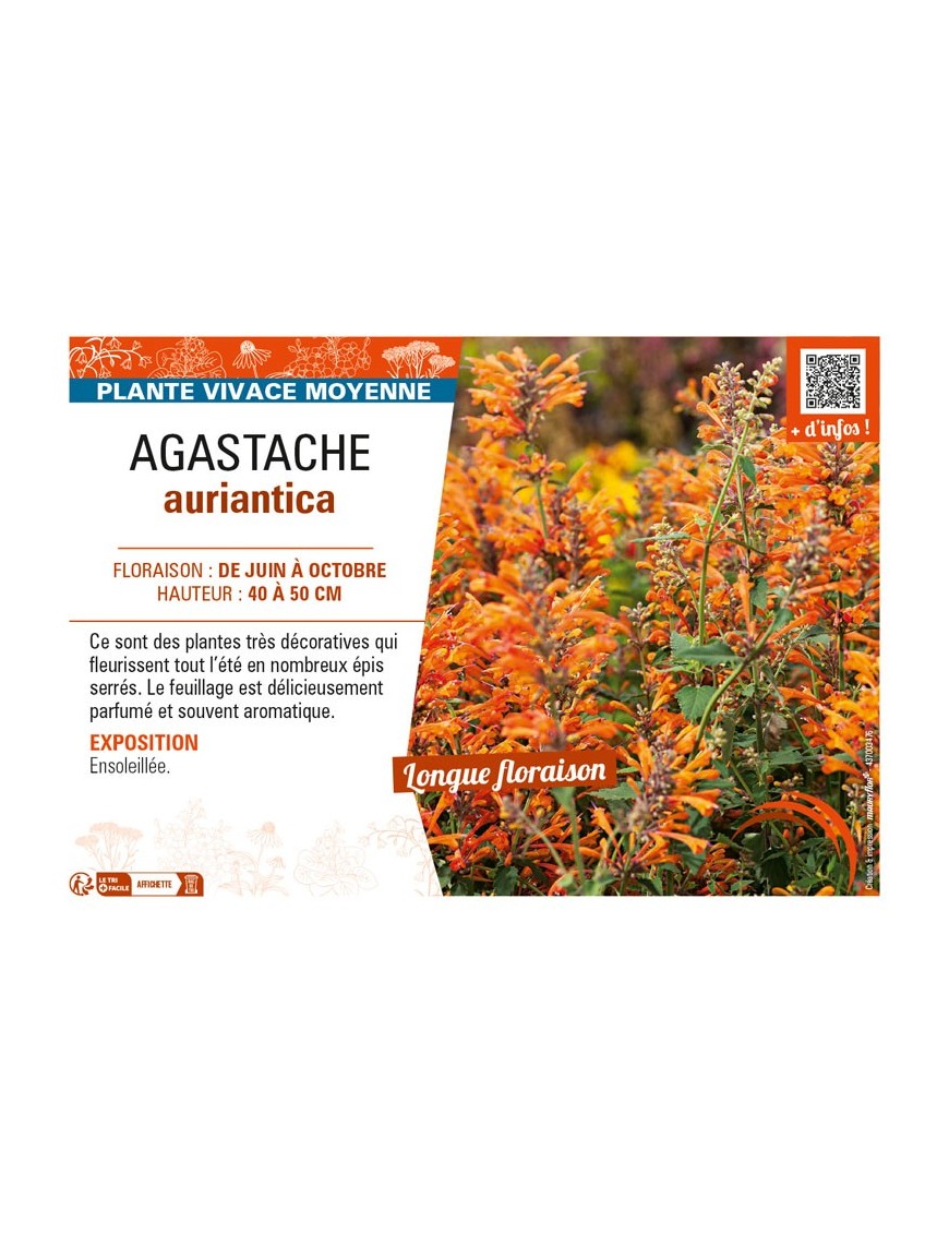 AGASTACHE aurantiaca