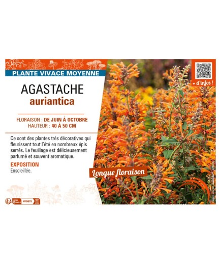 AGASTACHE aurantiaca