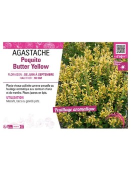 AGASTACHE POQUITO BUTTER YELLOW