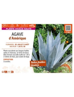 AGAVE D'AMÉRIQUE