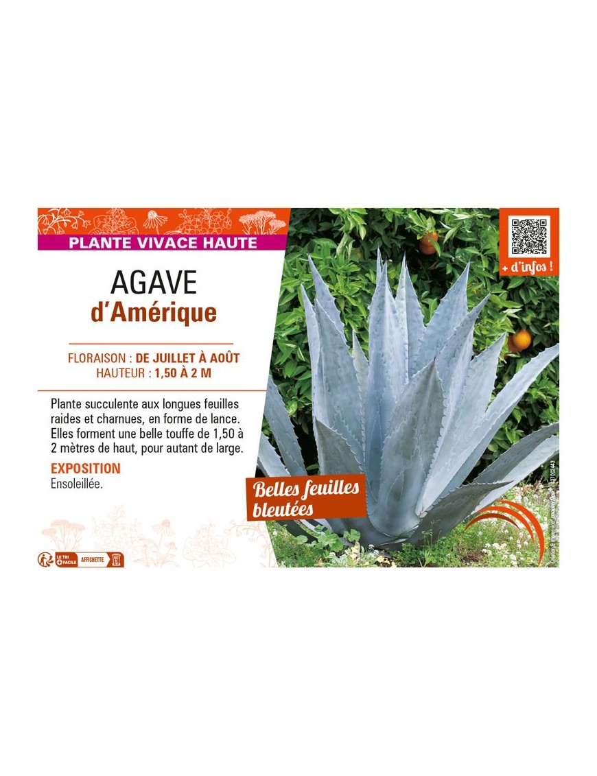 AGAVE D'AMÉRIQUE