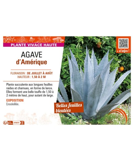 AGAVE D'AMÉRIQUE