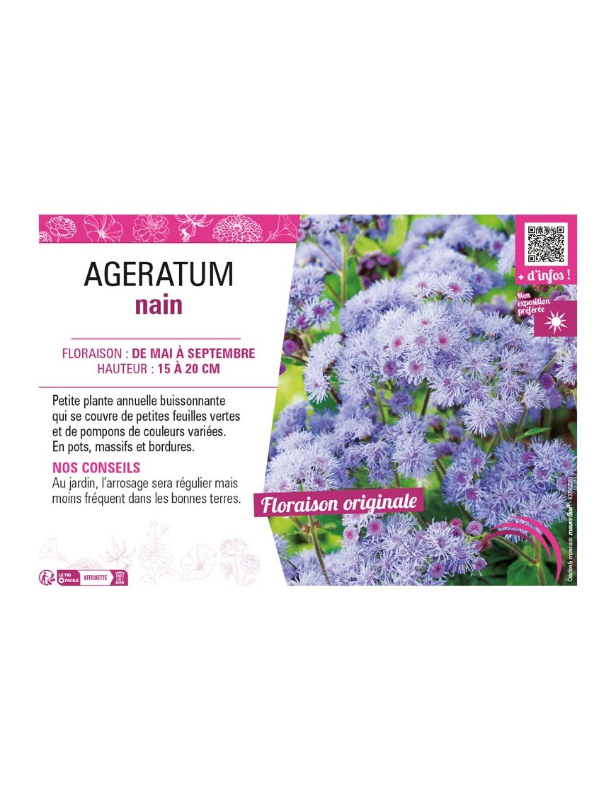 AGERATUM NAIN