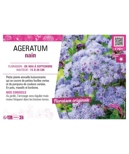 AGERATUM NAIN