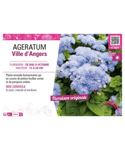 AGERATUM VILLE D'ANGERS