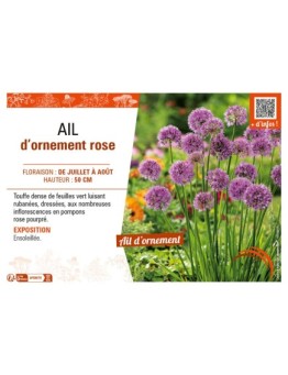 AIL D'ORNEMENT ROSE