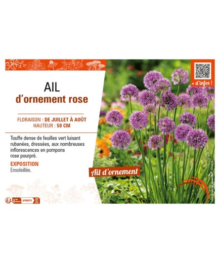 AIL D'ORNEMENT ROSE