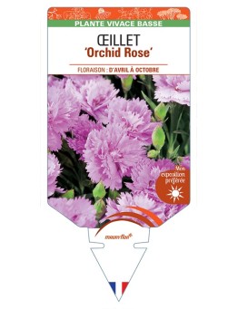 DIANTHUS diantica Orchid Rose voir Œillet