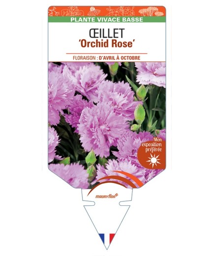 DIANTHUS diantica Orchid Rose voir Œillet