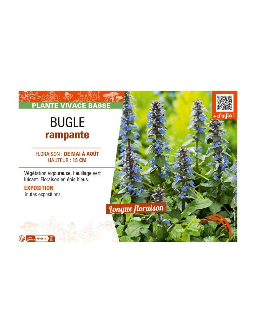 AJUGA reptans voir BUGLE RAMPANTE