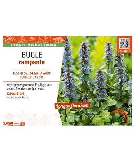 AJUGA reptans voir BUGLE RAMPANTE
