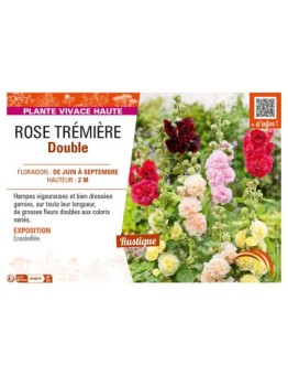 ALCEA rosea voir ROSE TRÉMIÈRE Double