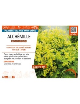 ALCHEMILLA mollis voir ALCHÉMILLE commune