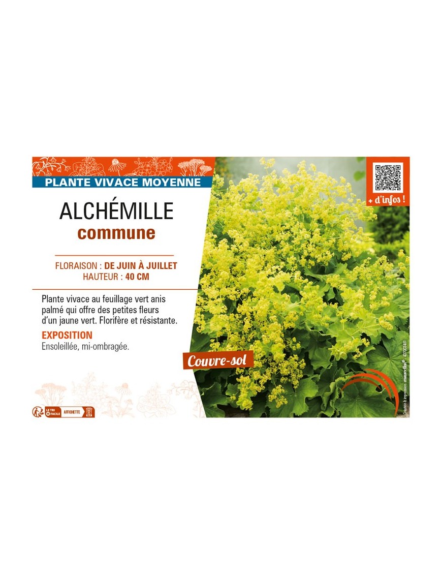 ALCHEMILLA mollis voir ALCHÉMILLE commune