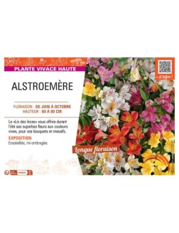 ALSTROEMÈRE