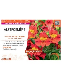 ALSTROEMÈRE rouge/orange