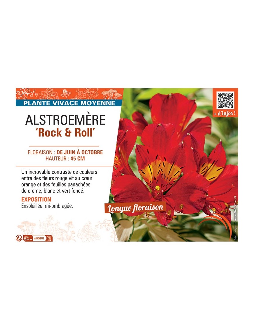 ALSTROEMÈRE ROCK AND ROLL