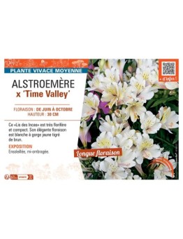 ALSTROEMÈRE X TIME VALLEY