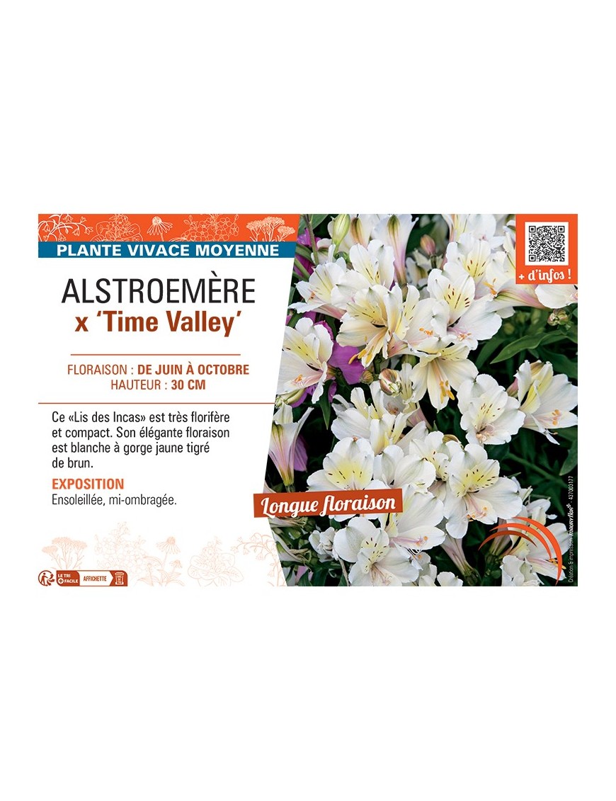 ALSTROEMÈRE X TIME VALLEY