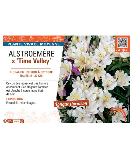 ALSTROEMÈRE X TIME VALLEY