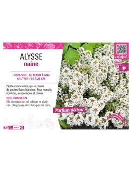 ALYSSE NAINE