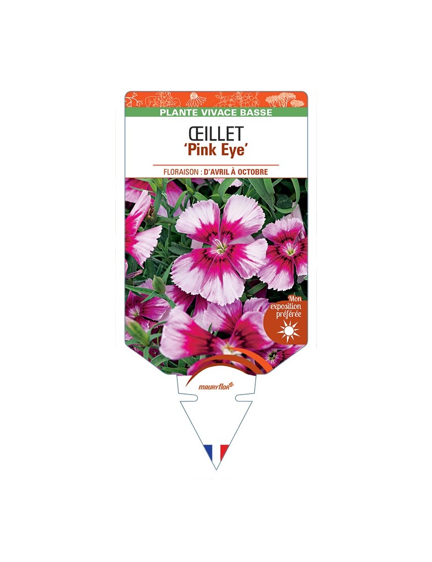 DIANTHUS diantica Pink Eye voir Œillet