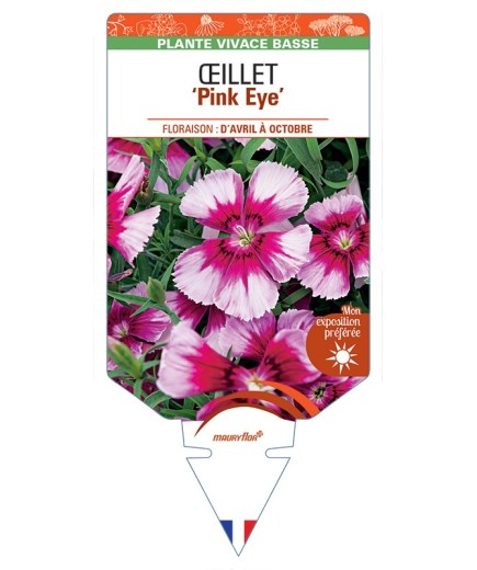 DIANTHUS diantica Pink Eye voir Œillet