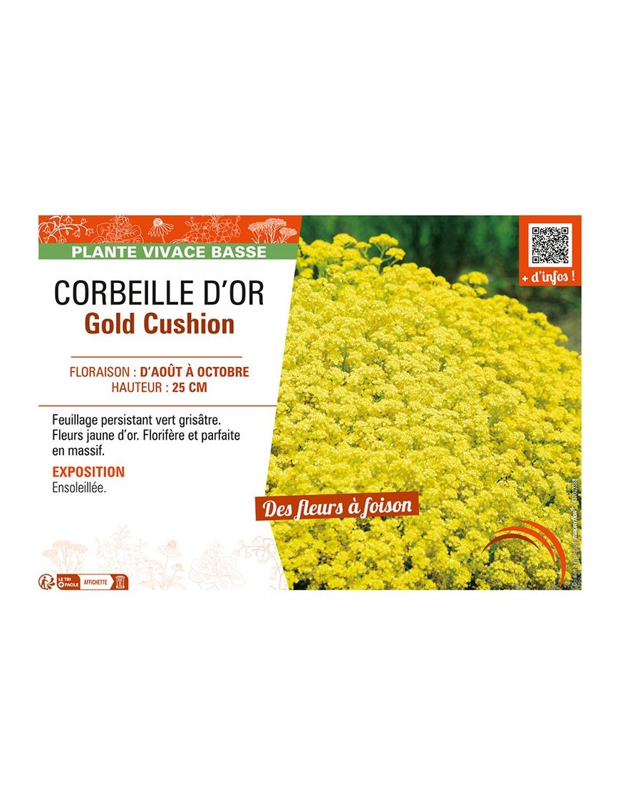 ALYSSE Gold Cushion (Corbeille d'or)