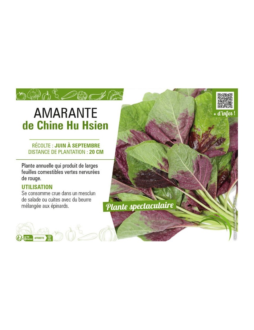 AMARANTE DE CHINE HU HSIEN