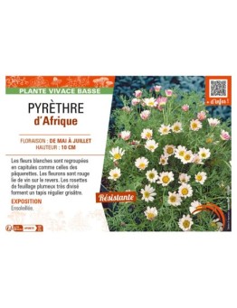 ANACYCLUS pyrethrum var depressus voir PYRÈTHRE d’Afrique