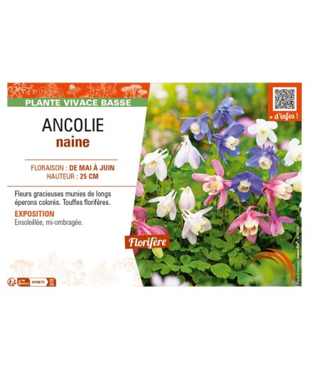 ANCOLIE naine