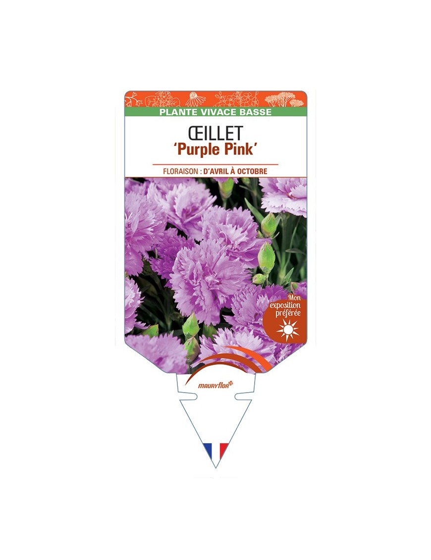 DIANTHUS diantica Purple Pink voir Œillet