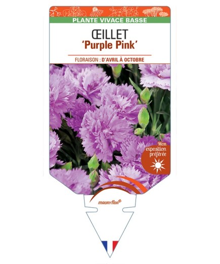 DIANTHUS diantica Purple Pink voir Œillet