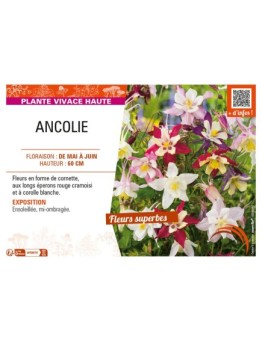 ANCOLIE (VULGARIS)