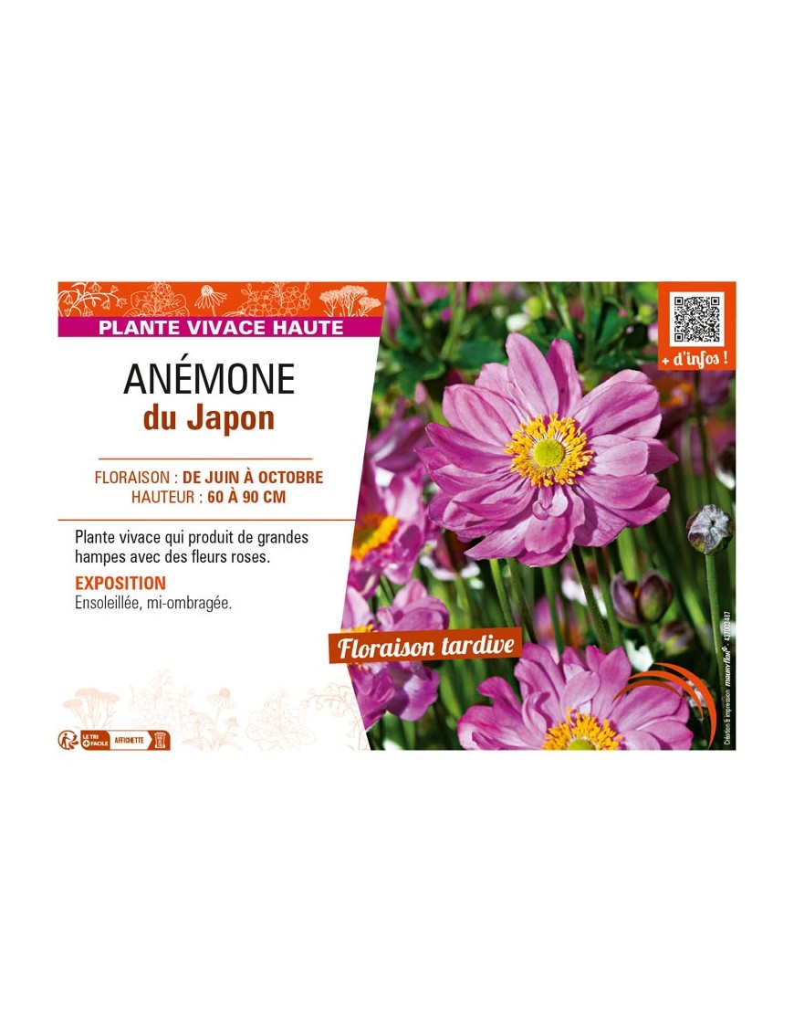 ANEMONE hupehensis japonica rose voir ANÉMONE du Japon