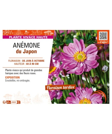 ANEMONE hupehensis japonica rose voir ANÉMONE du Japon