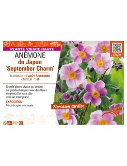 ANEMONE hupehensis September Charm voir ANÉMONE du Japon