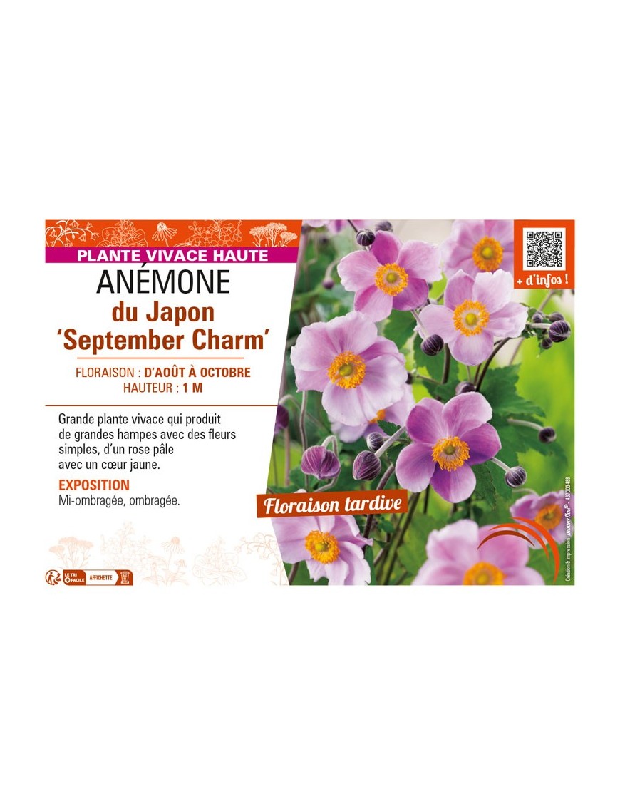 ANEMONE hupehensis September Charm voir ANÉMONE du Japon