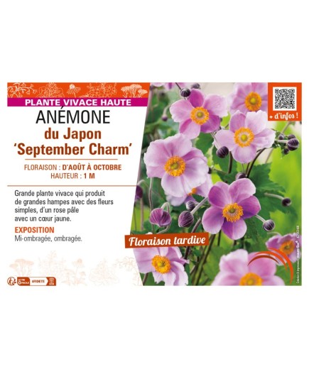 ANEMONE hupehensis September Charm voir ANÉMONE du Japon