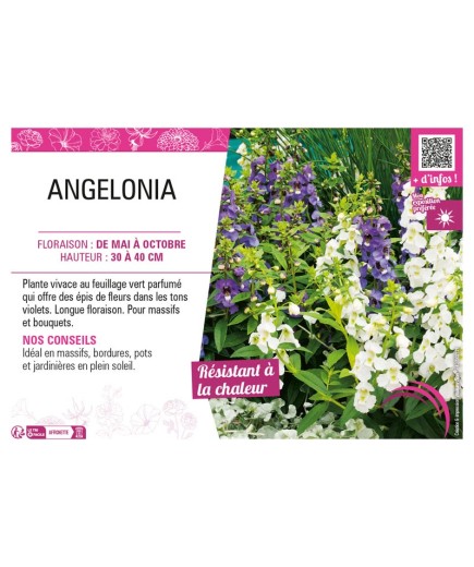 ANGELONIA