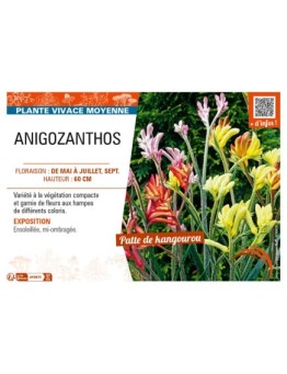 ANIGOZANTHOS