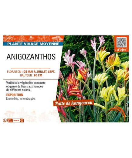 ANIGOZANTHOS