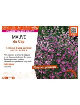 ANISODONTEA CAPENSIS VOIR MAUVE DU CAP