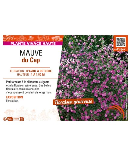 ANISODONTEA CAPENSIS VOIR MAUVE DU CAP