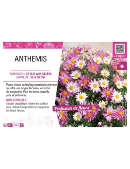 ANTHEMIS