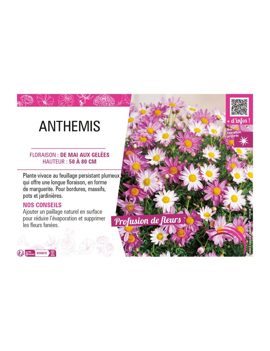 ANTHEMIS