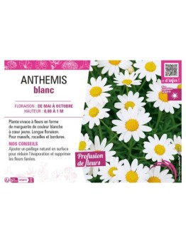 ANTHEMIS BLANC