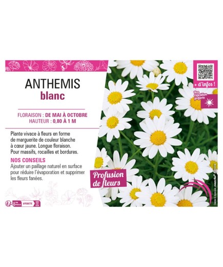 ANTHEMIS BLANC