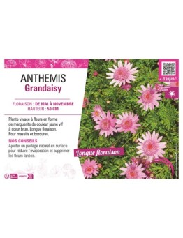 ANTHEMIS GRANDAISY