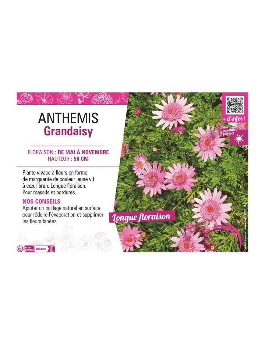 ANTHEMIS GRANDAISY